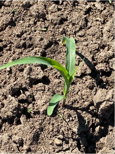 A young green plant sprouting from the rough, textured soil of an organic farm basks under bright sunlight. The plant's long, slender leaves cast a delicate shadow on the ground, embodying nature's resilience and purity.