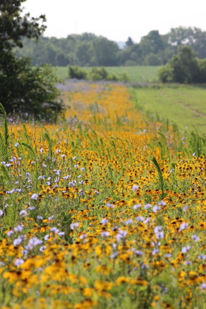 A vibrant field of yellow and purple wildflowers stretches into the distance under a clear sky. Green trees and grass surround the colorful flowers, creating a scenic landscape that thrives on rich soil health, showcasing natures beautiful biodiversity.