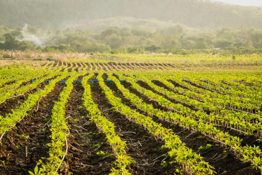 A lush green crop field with rows of young plants thriving in organic farming practices stretches into the distance under a hazy sky. Hills and trees form the background, with a hint of smoke rising on the left side, highlighting the commitment to soil health.