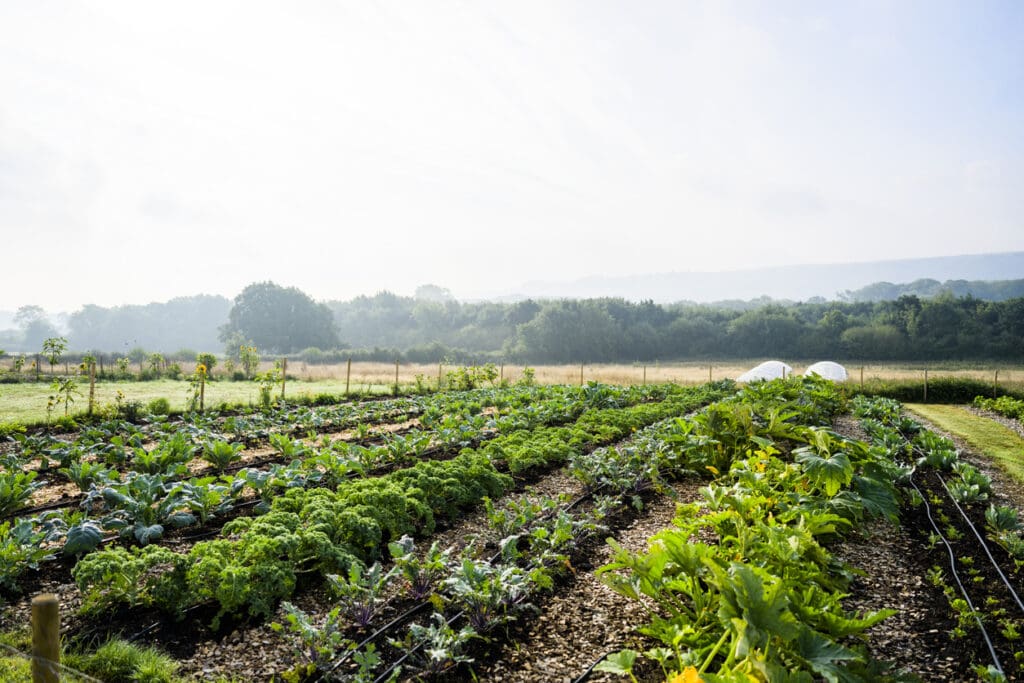 A vegetable garden with lush green plants and rows of crops thrives under a bright, cloudy sky. Emphasizing organic farming practices, the scene reflects rich soil health. Trees and a hazy landscape are visible in the background, enhancing the natural biodiversity of the area.