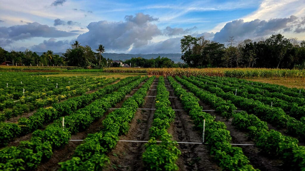 Lush green crops in neat rows stretch across a field under a bright blue sky with clouds. This organic farming oasis, flourishing with biodiversity, is framed by trees and hills, suggesting a serene, rural landscape.