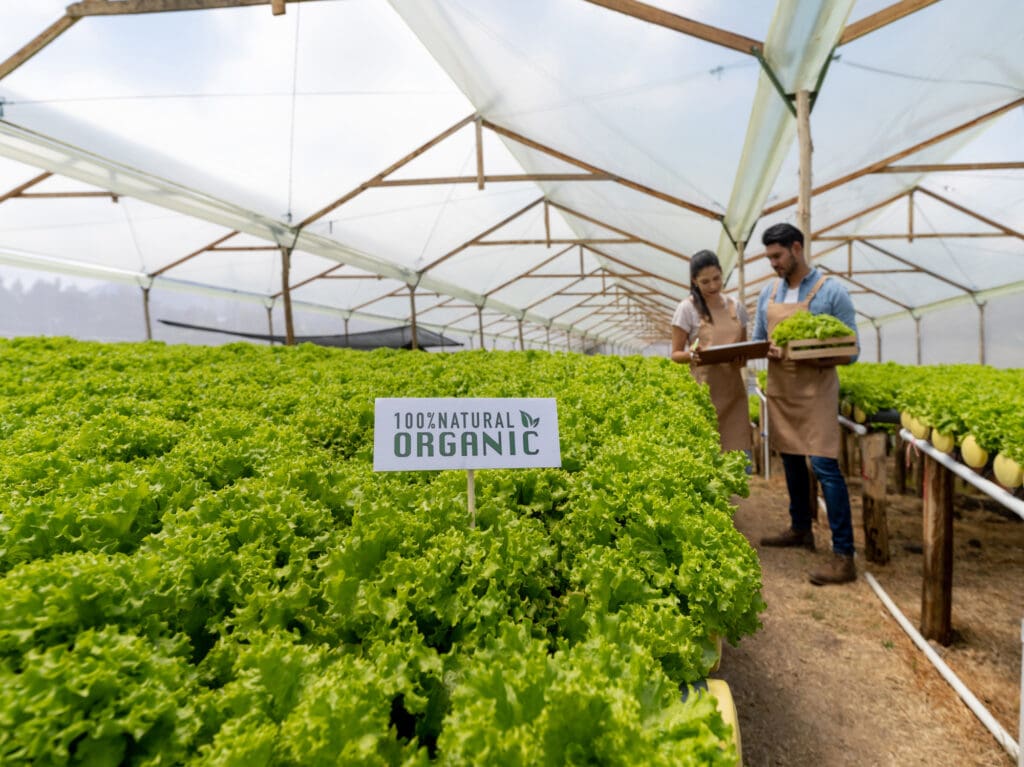 Lush organic greenhouse farm with fresh lettuce, symbolizing the economic growth and sustainability of the organic trade market.