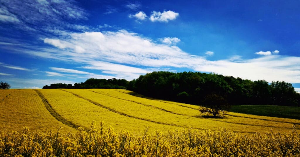 A vast regenerative farm with golden crops and lush greenery under a bright blue sky, showcasing sustainable farming’s role in ecosystem restoration.