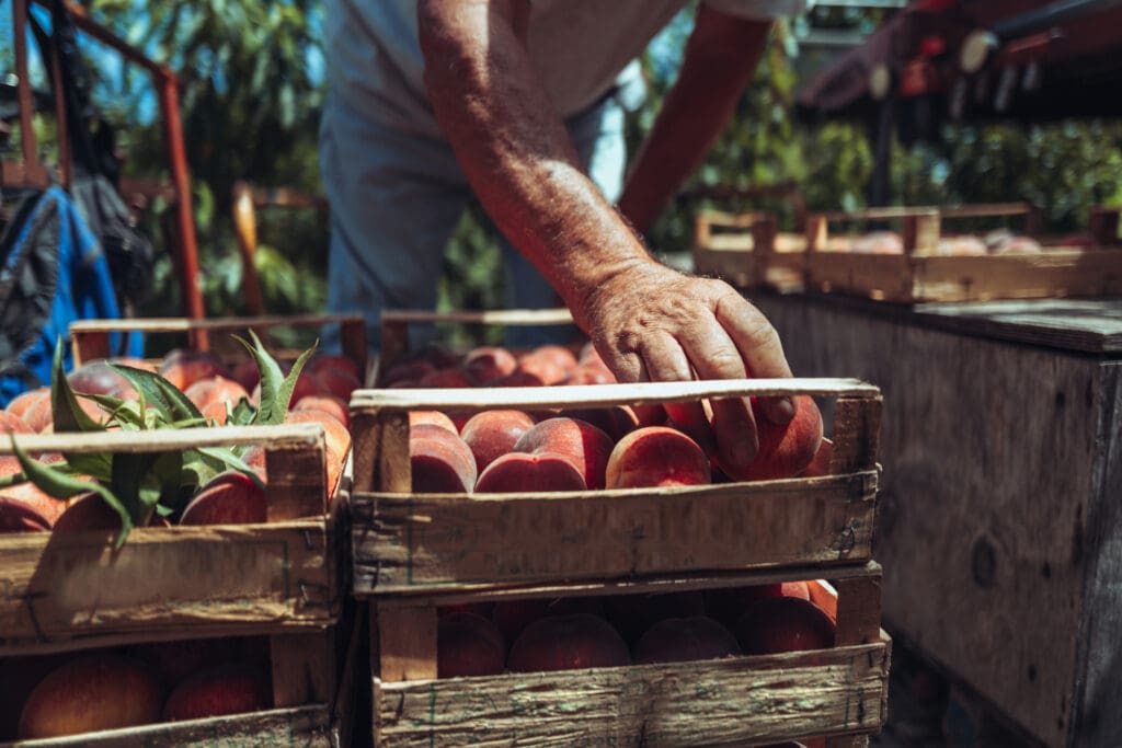 Farmer handling freshly harvested organic peaches in wooden crates, showcasing sustainable organic agriculture and eco-friendly farming practices.