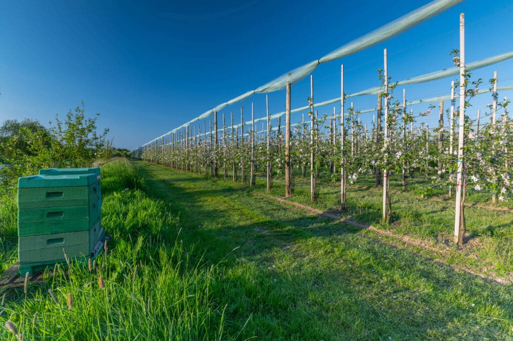 Beehives placed near flowering apple trees in an organic orchard, showcasing sustainable farming practices and natural pollination for organic food production.