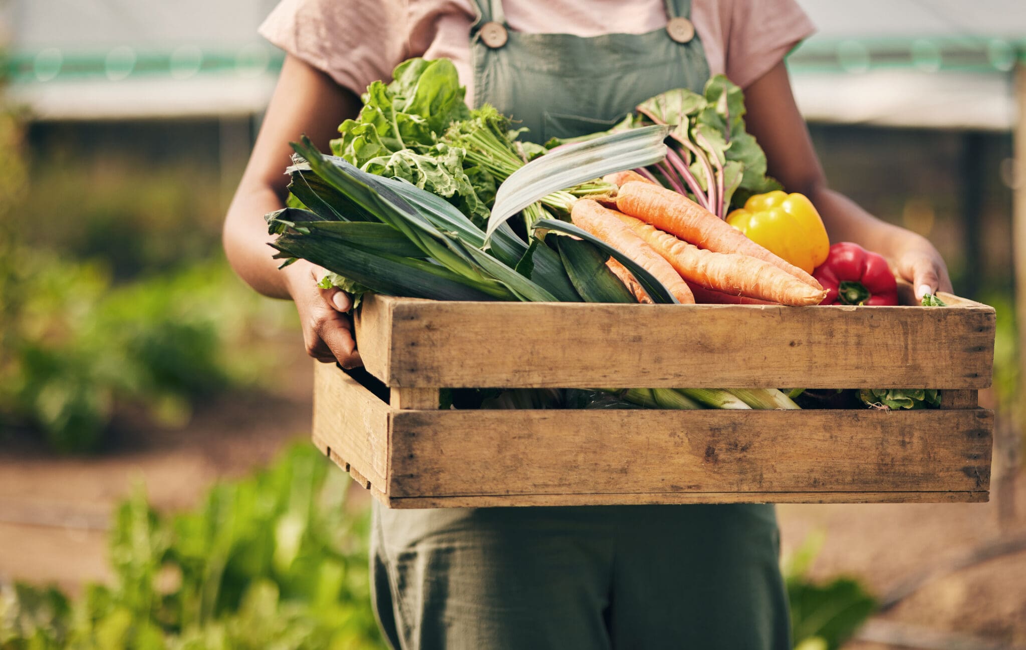 Farmer holding a crate of fresh organic vegetables grown using sustainable and non-GMO farming practices.