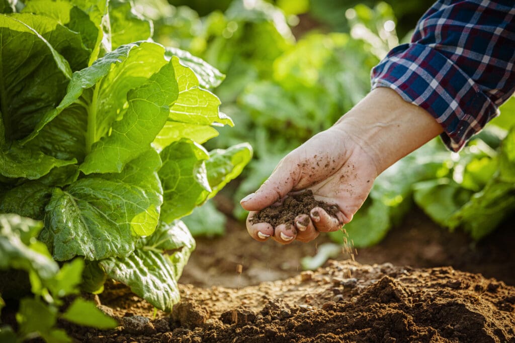 Organic farming enriches soil health using natural fertilizers, sustainable agriculture, and eco-friendly practices.