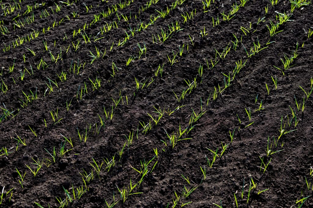 Close-up of young green sprouts emerging from dark, nutrient-rich soil, showcasing the benefits of regenerative agriculture in soil restoration and biodiversity.