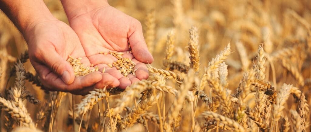 Hands holding organic wheat grains in a golden wheat field, symbolizing natural and chemical-free farming for organic flour production.