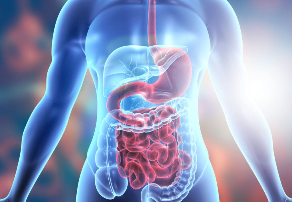 Illustration of a semi-transparent human body highlighting the digestive system, including the stomach and intestines in red, emphasizing the benefits of fiber-rich foods. The background is a gradient of blue and orange, adding a glowing effect to the anatomical features.
