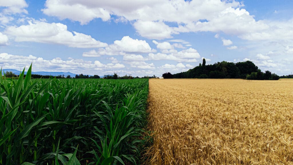A striking contrast between a lush green cornfield and a golden wheat field, symbolizing the transition to regenerative agriculture for a sustainable future.