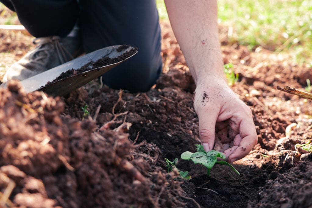 A farmer planting a seedling in nutrient-rich soil, representing regenerative agriculture practices that enhance soil health, biodiversity, and carbon sequestration.