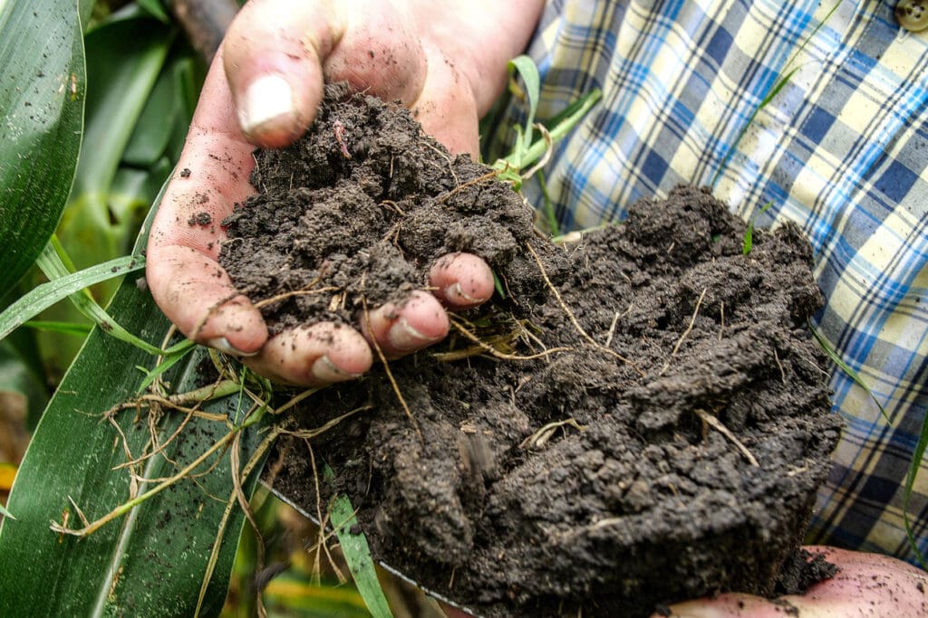 Farmer holding rich, organic soil in hands, symbolizing regenerative agriculture, soil health, and sustainable farming practices for carbon sequestration.