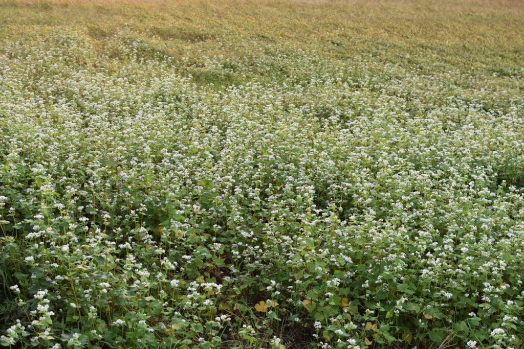 Buckwheat is a gluten-free pseudocereal rich in fiber, protein, and minerals. Ideal for healthy diets and sustainable farming.