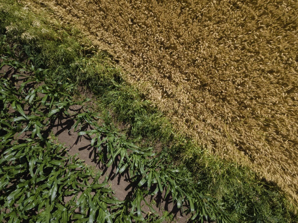 Aerial view of regenerative agriculture with diverse crop rotation, showcasing biodiversity and sustainable farming for improved soil health and climate change mitigation.