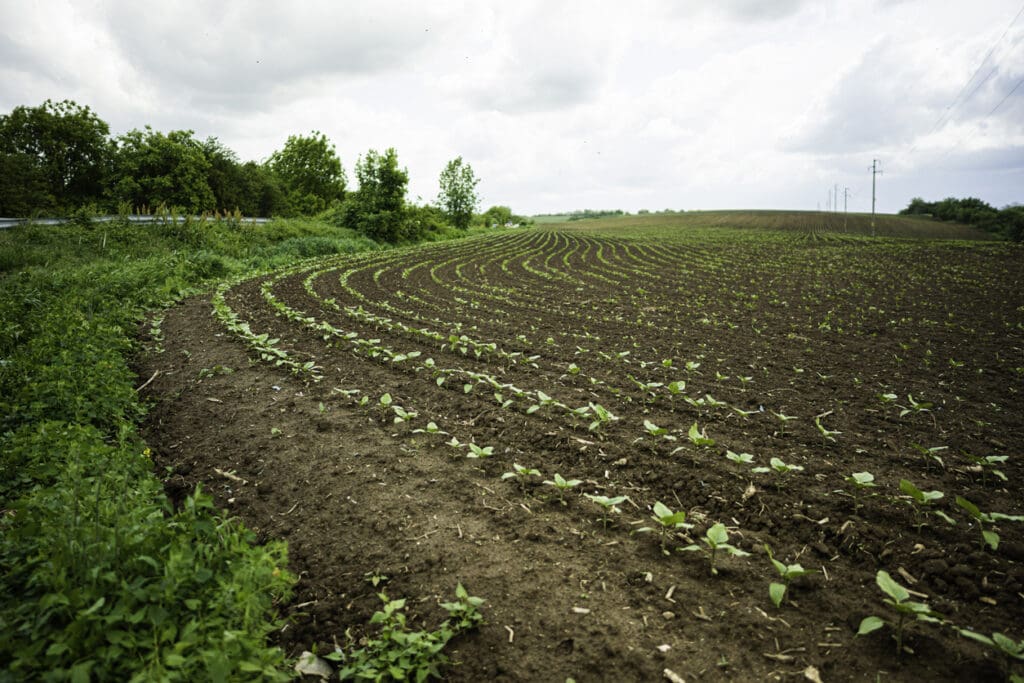 A regeneratively farmed field with young crops growing in curved rows, illustrating sustainable agriculture practices such as no-till farming and soil regeneration.