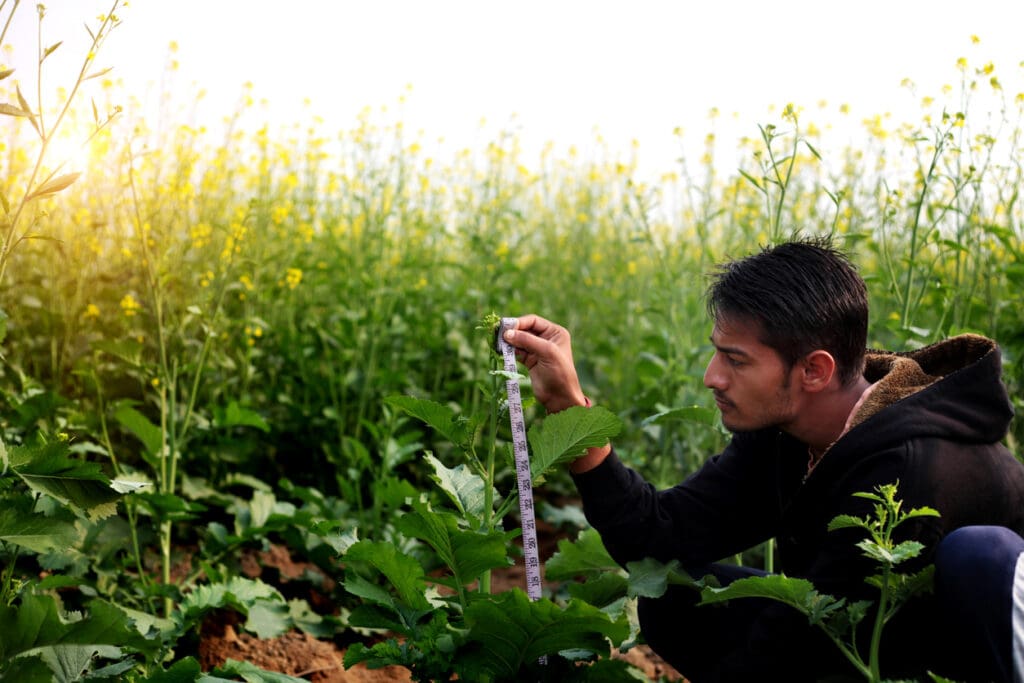 A farmer measuring crop growth in a regenerative agriculture field, highlighting sustainable farming practices that improve soil health and food security.