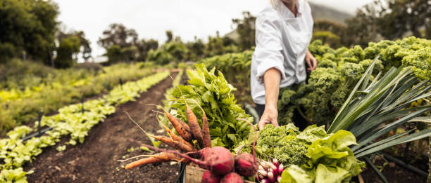 A person in a white shirt harvests fresh vegetables, including carrots and beets, from a lush garden on a farm with rows of crops—showing the benefits of buying local to reduce your carbon footprint.