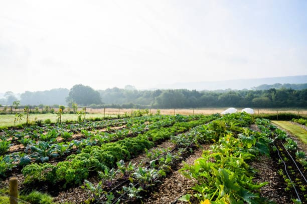Organic farm field with diverse vegetable rows demonstrating sustainable agriculture practices and environmental benefits compared to conventional farming methods