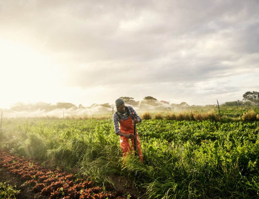 A person in orange overalls and a beanie uses a garden tool in a lush, green field, practicing regenerative agriculture. The sun casts a warm glow as mist creates a soft haze, highlighting the environmental impact of sustainable farming at dawn or dusk.