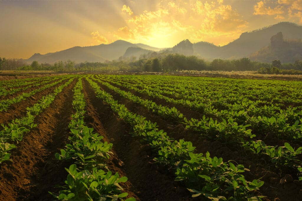A lush green field at Doudlah Farms showcases rows of crops thriving under a golden sunset. Sun rays break through clouds, illuminating distant mountains and highlighting the farms commitment to organic farming, creating a serene and peaceful atmosphere.