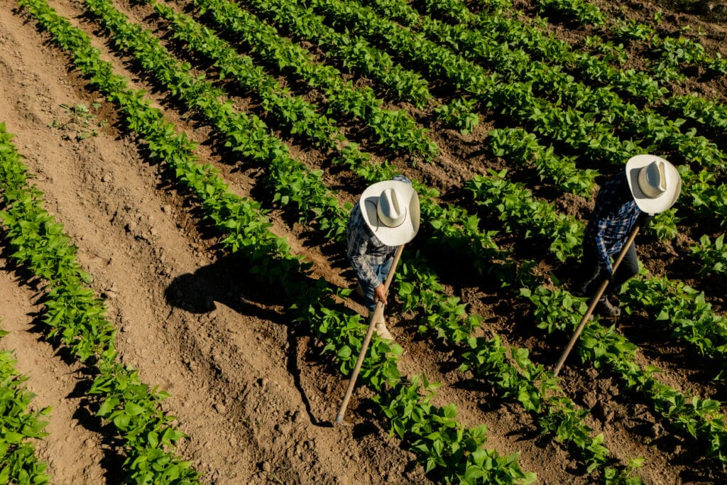 Farmers tending to organic crop rows using manual cultivation techniques instead of chemical pesticides in sustainable agriculture practices