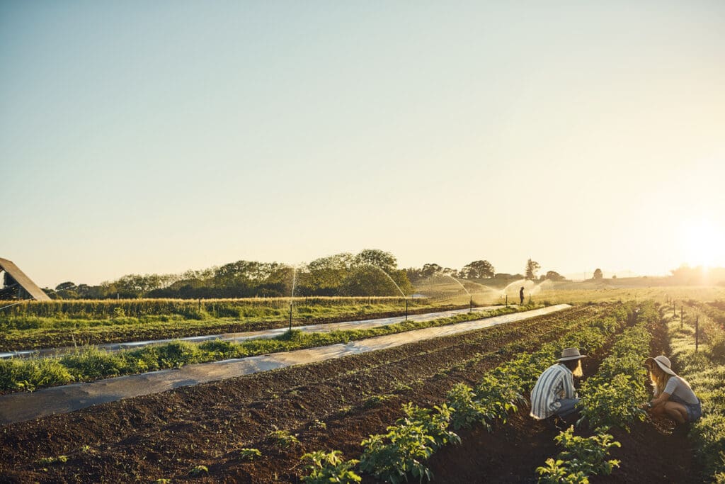 Two people crouch in a lush, sunlit field at Doudlah Farms, where sprinklers water the thriving crops. The expansive field is surrounded by trees under a clear sky. A warm glow from the setting sun highlights their commitment to organic farmings promise of a sustainable future.