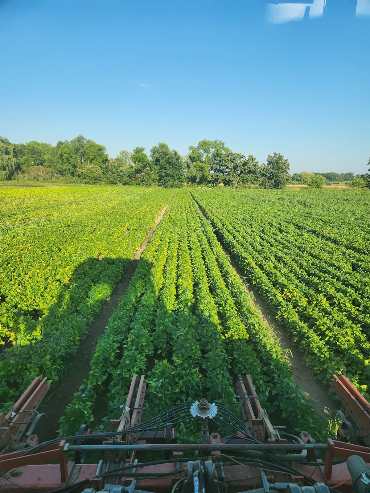 Rows of green crops stretch across a farm field under a clear blue sky, with trees in the distance. The shadow and parts of farming equipment are visible in the foreground at Doudlah Farms Organics, known for their quality organic products.