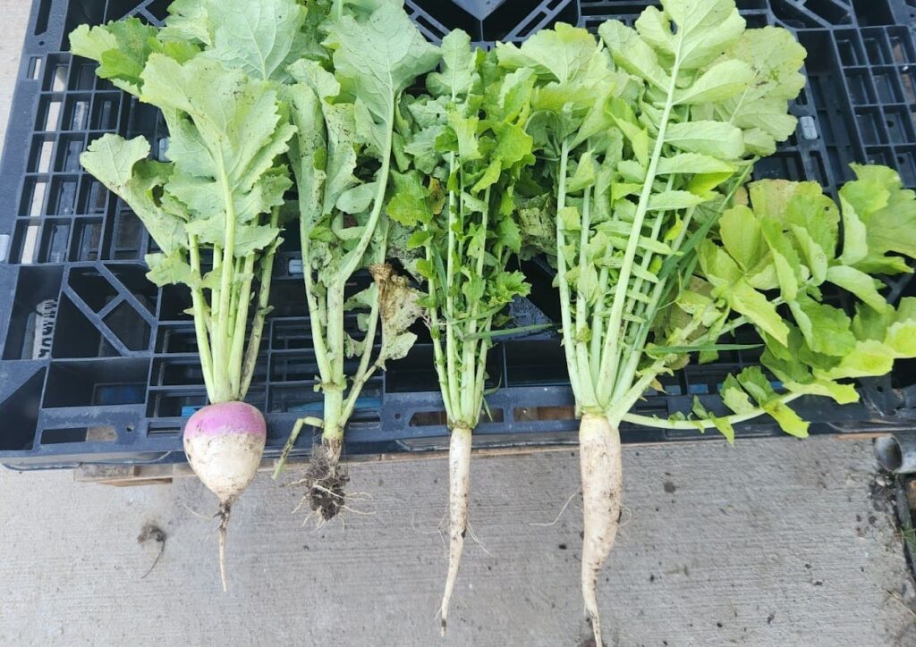 Four freshly harvested root vegetables with leafy green tops from Doudlah Farms Organics are placed side by side on a black crate: the leftmost is a purple-topped turnip, and the other three are long, white organic daikon radishes.