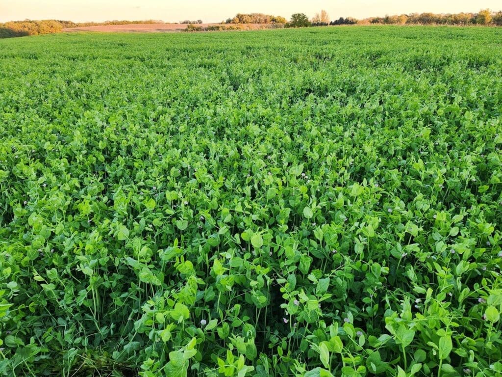 A lush, green field of organic pea plants from Doudlah Farms stretches into the distance under a clear sky, with trees and open land visible along the horizon.