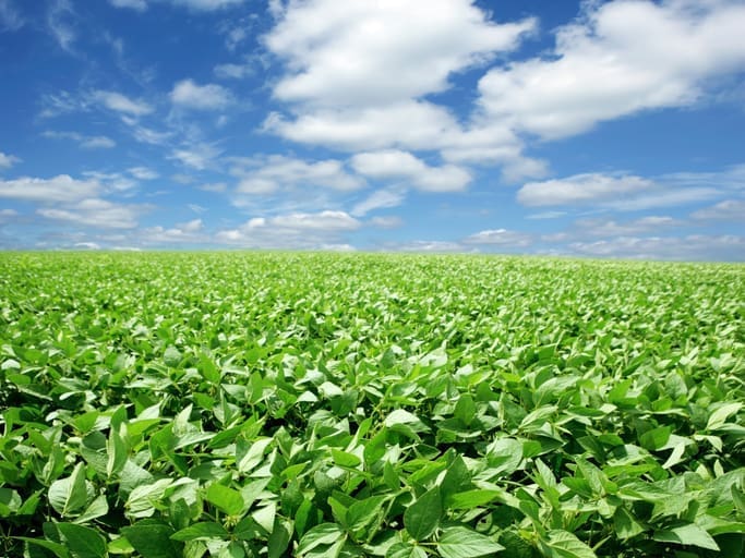 A lush green field of crops under a bright blue sky with scattered white clouds on a sunny day.