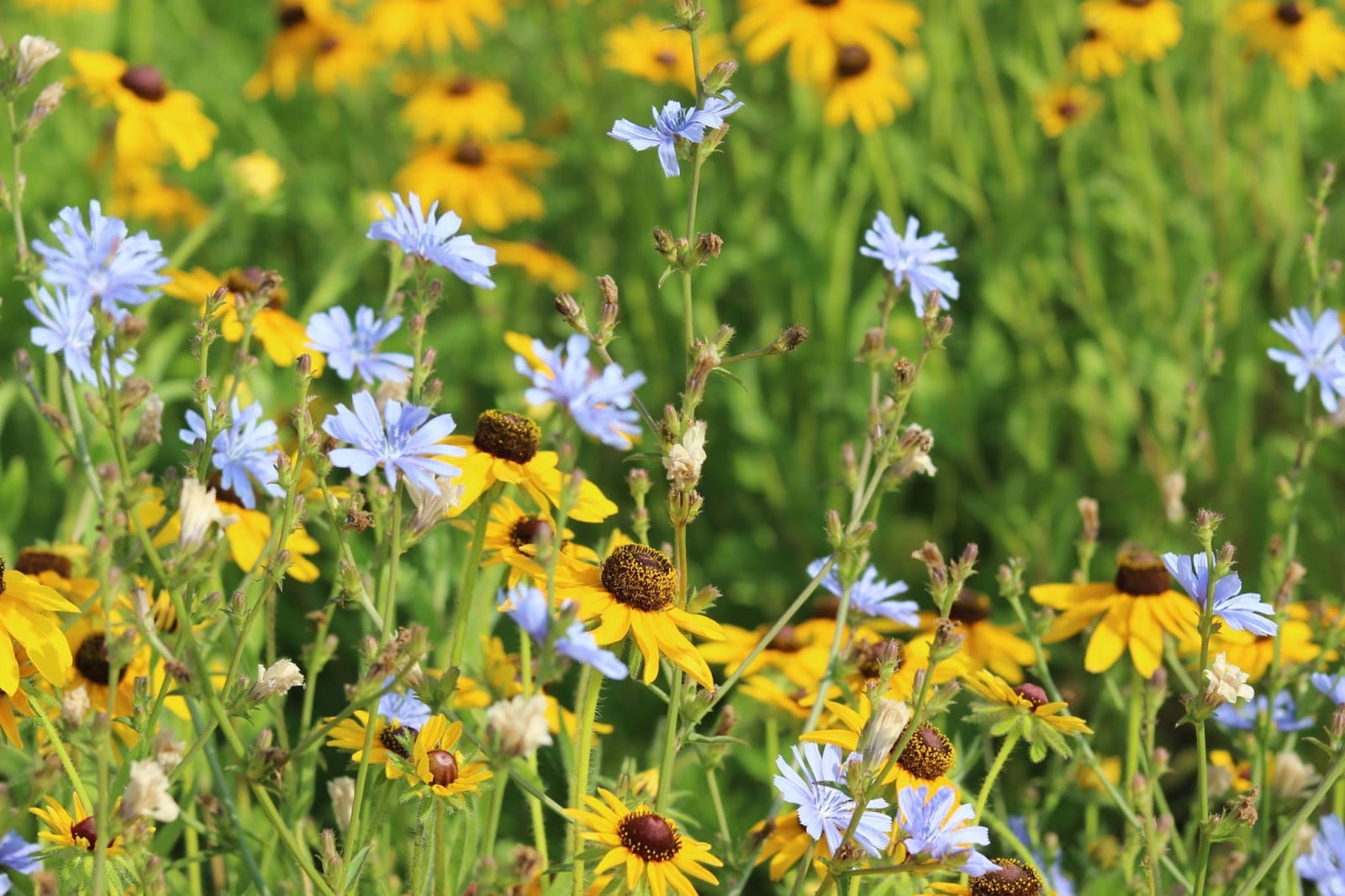 A field of wildflowers with yellow black-eyed Susans and light blue chicory flowers blooming among green grass on a sunny day.