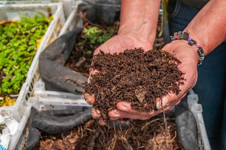 A person holds a handful of rich, dark compost above a container garden with seedlings and green plants, highlighting organic gardening and soil health.