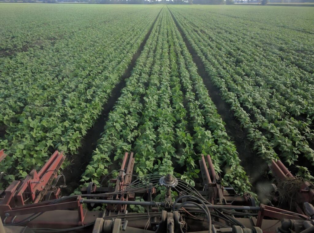 Rows of green crops growing in a large field, viewed from above farming machinery at the bottom of the image, with trees visible in the distant background under a clear sky.