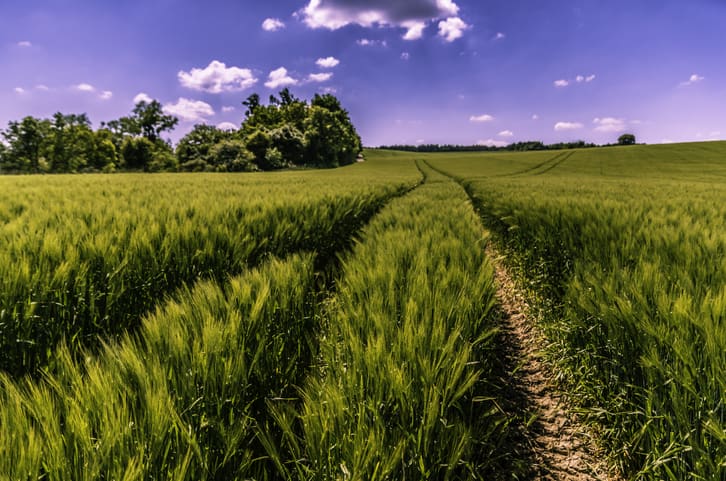 A dirt path runs through a lush green field of tall grass or crops under a bright blue sky with scattered white clouds; trees line the horizon in the background.