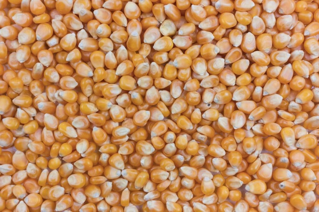 A close-up view of a large number of orange corn kernels spread out, showing their smooth, shiny texture and varied shapes.