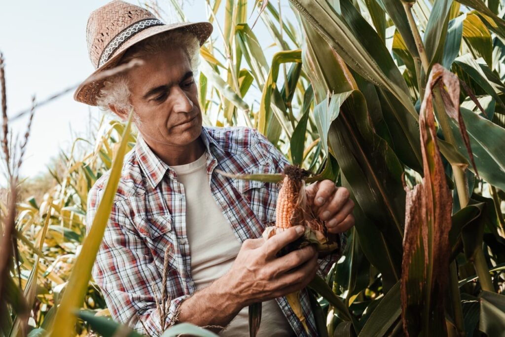 A man wearing a straw hat and plaid shirt examines an ear of corn in a cornfield on a sunny day.