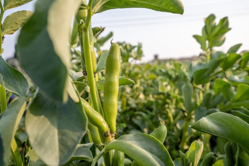Doudlah Farms: Better Beans Start With Better Soil