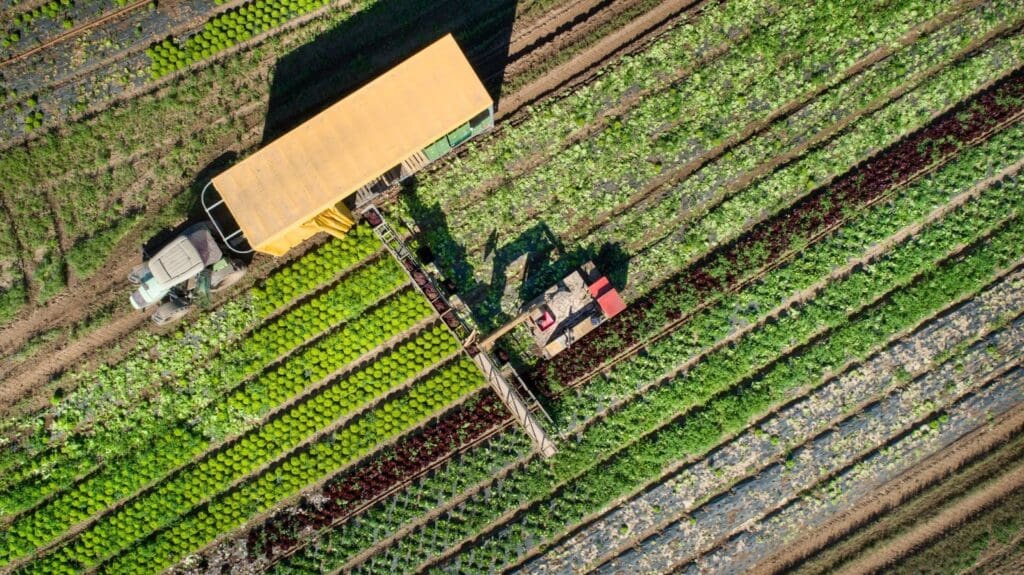 Industrial Agriculture vs Organic: Big Ag vs. Small Organic Farms - What’s at Stake?