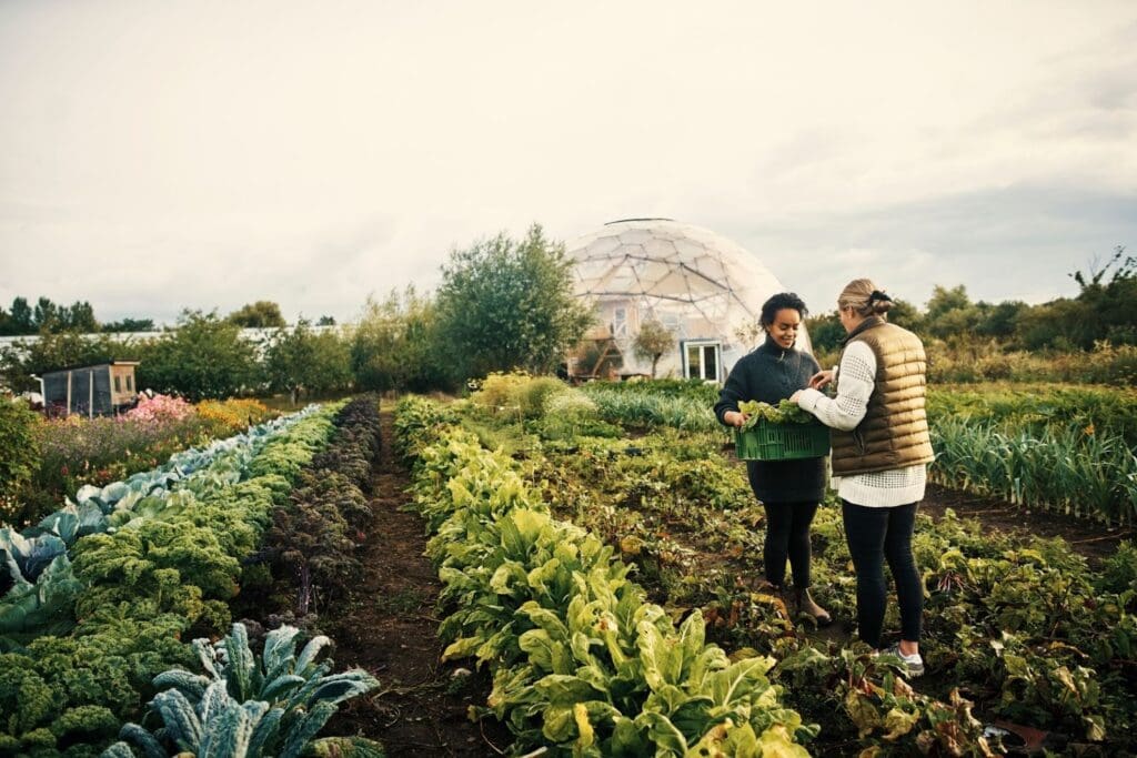 What Defines Small Organic Farms?