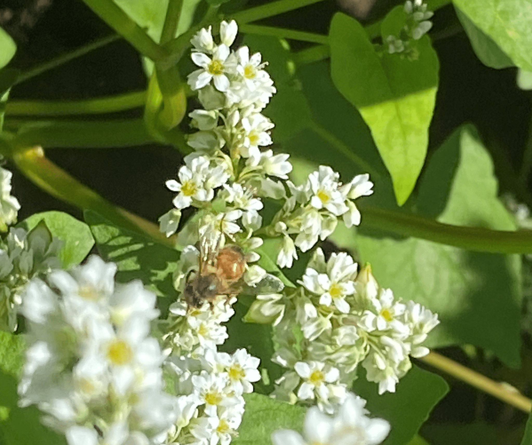 A bee collects nectar from clusters of small white flowers surrounded by green leaves, with sunlight highlighting parts of the scene—offering a glimpse into the importance of bees in supporting vibrant, healthy ecosystems.