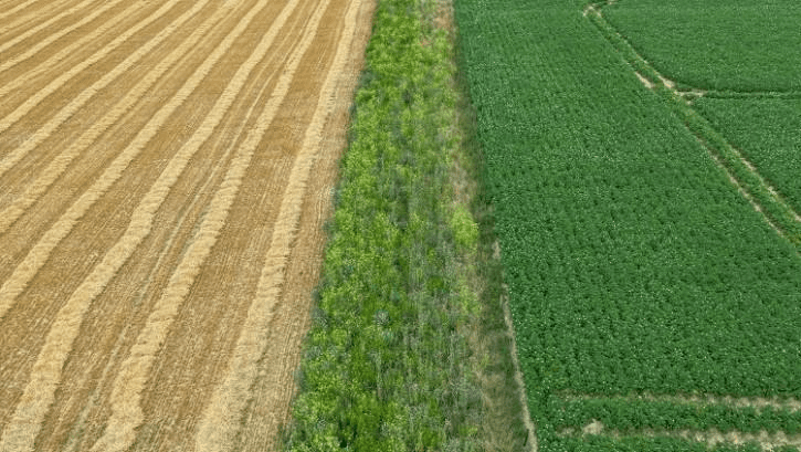 Aerial view of two fields divided by a strip of green vegetation; one side shows golden-brown harvested crops, while the other features dense, green unharvested crops—highlighting the contrasts and Organic Farming challenges.