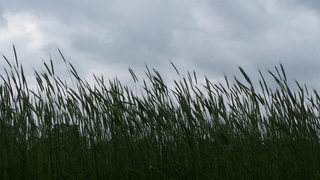 Tall grass sways in the wind under a cloudy, overcast sky, creating a moody and natural scene.