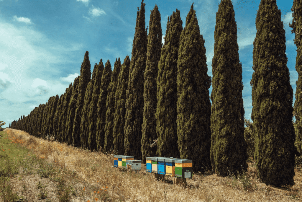 Colorful beehives sit in a grassy field, supporting soil health and biodiversity, next to a row of tall, narrow cypress trees under a blue sky with clouds.