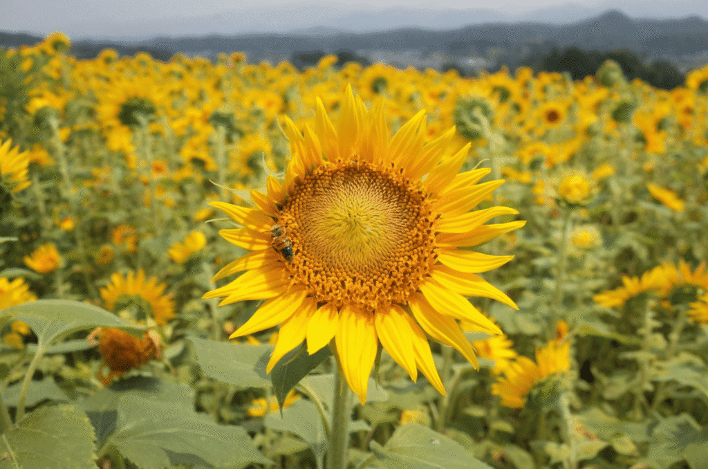 A bright yellow sunflower in sharp focus stands in a large field, thriving thanks to rich soil health and biodiversity. A bee perches on one petal, while green leaves and sunflowers fill the background under a hazy sky.