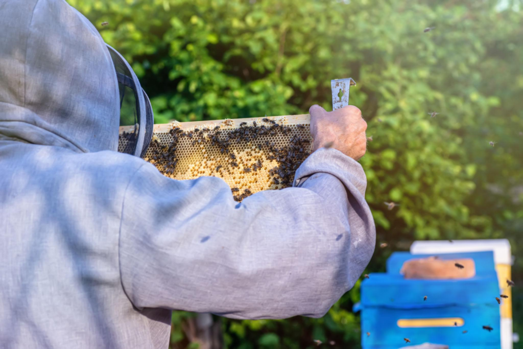 A beekeeper in protective clothing holds a honeycomb frame covered with bees, with green foliage and a blue beehive nearby—highlighting the vital role of bees in supporting soil health and biodiversity.