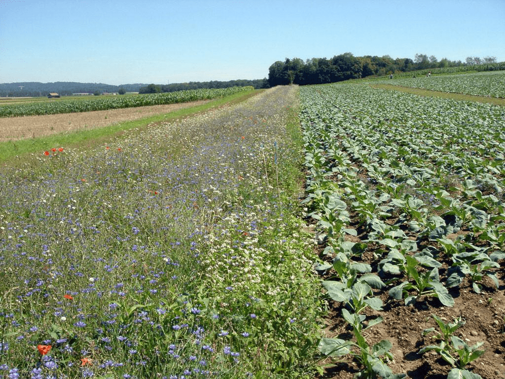 A field divided in two: one side alive with wildflowers and grasses supporting biodiversity, the other with orderly green crops, both working together under a clear blue sky to promote soil health and vitality.