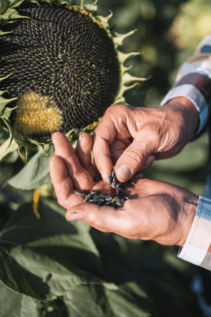 A person in a plaid shirt holds sunflower seeds in their hands next to a large, ripe sunflower in a garden, celebrating the role of sunflowers in supporting soil health and biodiversity.