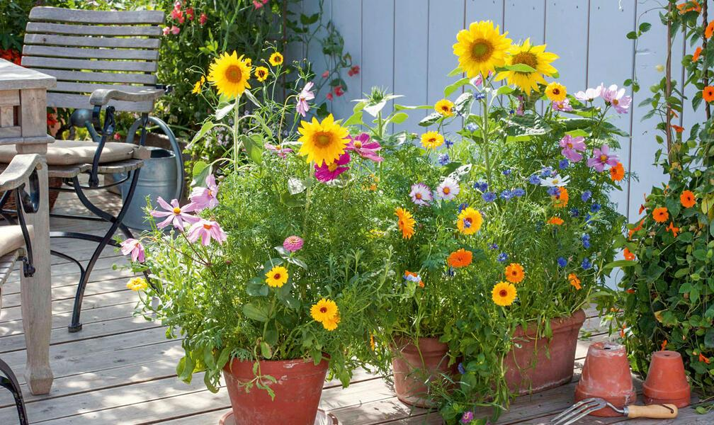 Several terracotta pots filled with colorful flowers, including sunflowers, daisies, and marigolds, sit on a wooden patio near a table and chairs, enhancing soil health and biodiversity. A light blue fence and more flowers brighten the background.