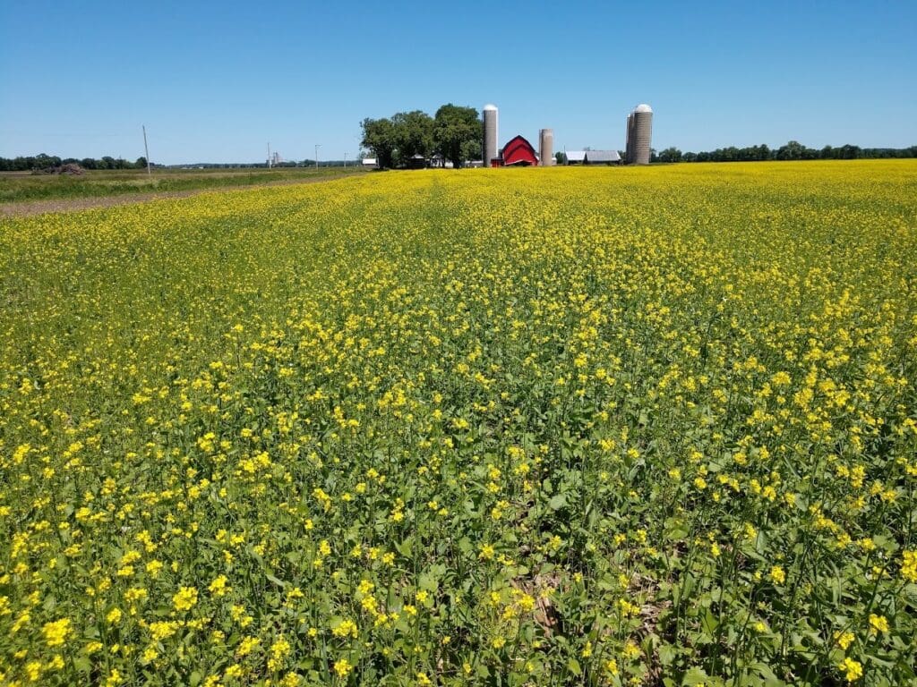A vibrant yellow canola field stretches toward a distant red barn and silos under a clear blue sky, with a few trees near the buildings.